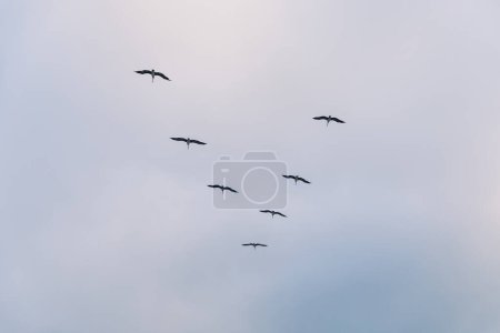 Photo for Pelicans flying in a V with blue skies and pink clouds - Royalty Free Image