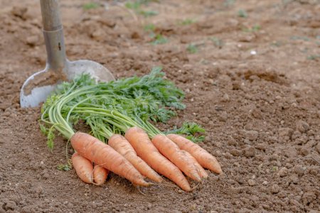 Téléchargez les photos : Paquet de carottes avec une pelle au fond - en image libre de droit
