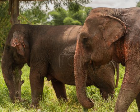 Téléchargez les photos : Two elephants walking among the grass in the forest - en image libre de droit
