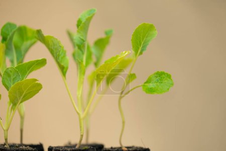 Photo for Kohlrabi seedlings.Growing Organic Clean Vegetables - Royalty Free Image