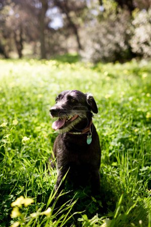 Téléchargez les photos : Black Terrier Mix Chien dans le domaine des fleurs sauvages à San Diego - en image libre de droit