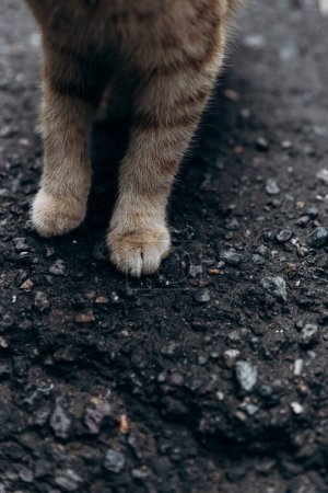 Foto de Paws of a gray cat on the old asphalt with cracks - Imagen libre de derechos