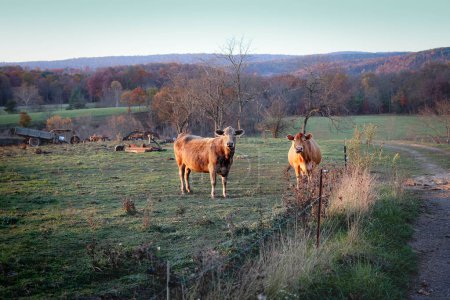 Cows in a pasture with rusted farm equipment and mountains in fall