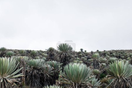 Photo for Green frailejon plants in a Colombia's paramo in a cloudy day - Royalty Free Image
