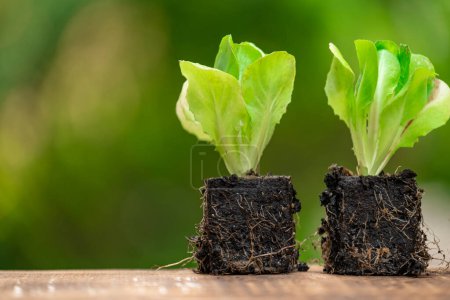 Photo for Romaine lettuce seedlings.Growing Organic Clean Vegetables - Royalty Free Image
