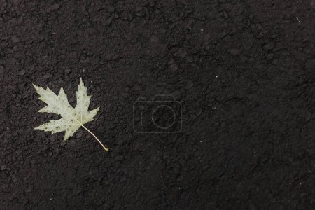 Foto de Horizontal image of found leaf on walking black trail sidewalk - Imagen libre de derechos