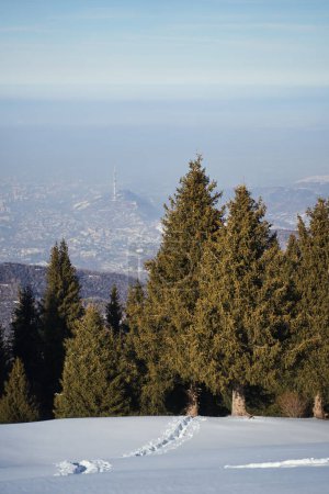 Foto de View from a clear forest to a city covered in smog. - Imagen libre de derechos