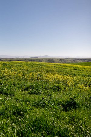 Photo for Wide Shot of Field of Wildflowers in San Diego - Royalty Free Image