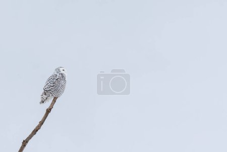 Téléchargez les photos : Female snowy owl perched on branch on cloudy winter day in Canada. - en image libre de droit