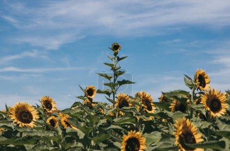 Téléchargez les photos : Very Tall Sunflower Rises Above the rest in the field - en image libre de droit