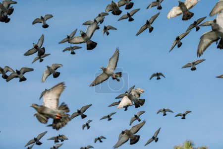 Téléchargez les photos : Pigeons volant ensemble avec le ciel bleu à la plage - en image libre de droit
