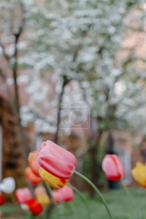 Foto de Spring tulips in many various colors - Imagen libre de derechos