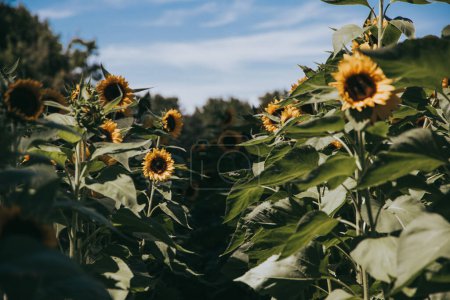 Photo for Soft Focus Sunflower Field Between Rows - Royalty Free Image