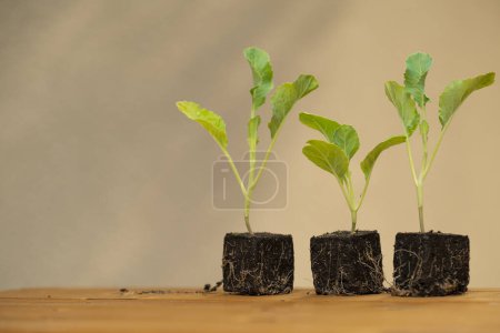 Photo for Kohlrabi seedlings with root system. - Royalty Free Image
