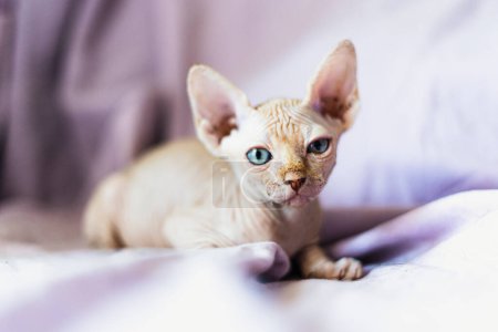 Photo for Sphynx puppy cat looking at camera - Royalty Free Image