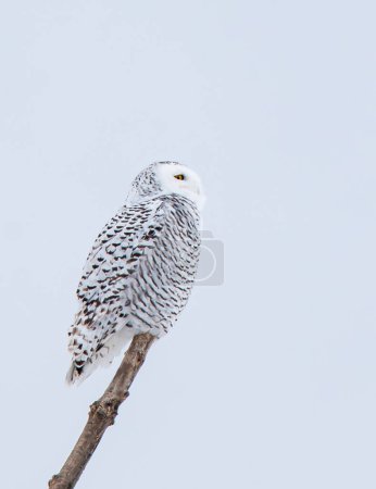 Téléchargez les photos : Female snowy owl perched on branch on cloudy winter day in Canada. - en image libre de droit