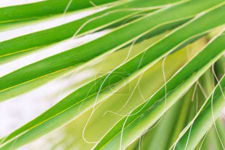 Photo for Natural green palm tree background close up - Royalty Free Image