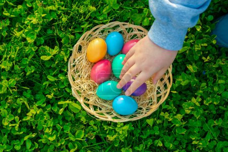 Foto de Huevos de Pascua en una canasta en trébol verde.Childs mano pone huevos de colores - Imagen libre de derechos