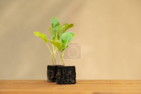 Photo for Vegetables seedlings with root system - Royalty Free Image