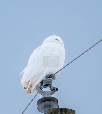 Téléchargez les photos : Male snowy owl perched on utility pole on winter day in Canada. - en image libre de droit
