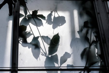 Téléchargez les photos : Conservatoire Ombres Feuilles d'hibiscus pressées sur verre - en image libre de droit
