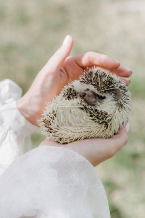 Photo for Bride in a dress holds a hedgehog in her hands - Royalty Free Image