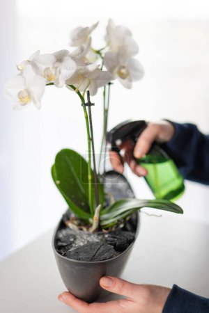 Foto de Orquídea blanca flor.Growing plantas de interior en macetas - Imagen libre de derechos