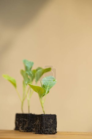 Photo for Kohlrabi seedlings .Green vegetables seedlings - Royalty Free Image