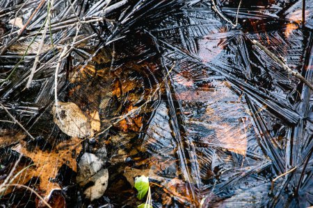 Foto de Ice with leaves underneath and pattern - Imagen libre de derechos