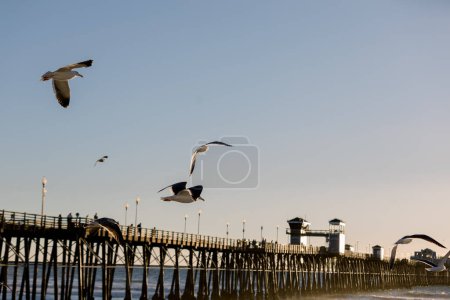 Téléchargez les photos : Mouettes volant au-dessus de la jetée à la plage - en image libre de droit