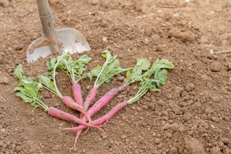 Photo for Bunch of radishes with a shovel at the bottom - Royalty Free Image