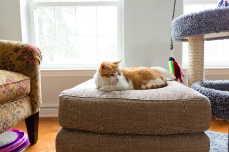Photo for Orange and White Cat Rests at Home on Ottoman Surrounded by Cat Toys - Royalty Free Image