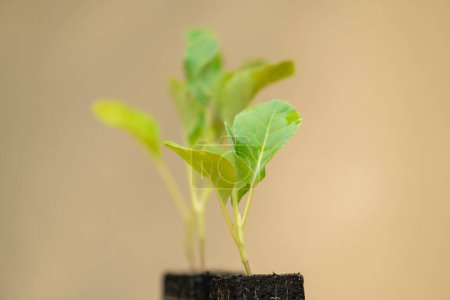 Foto de Kohlrabi Growing .Green vegetables seedlings - Imagen libre de derechos