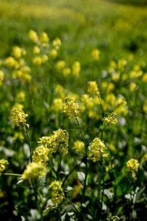 Photo for Close Up of Yellow Wildflowers in Field in San Diego - Royalty Free Image