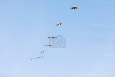 Téléchargez les photos : Pélicans volant en ligne avec le ciel bleu - en image libre de droit