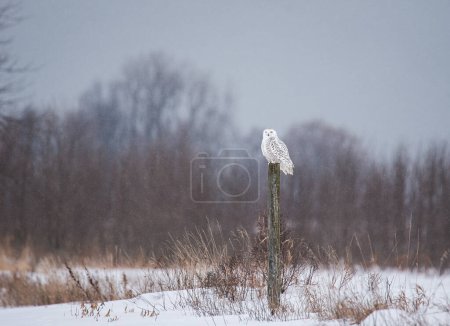 Téléchargez les photos : Female snowy owl perched on fence post on winter day in Canada. - en image libre de droit