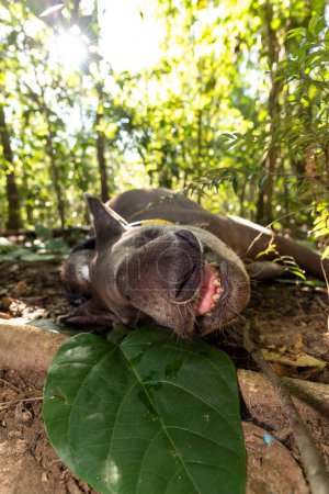Foto de Tapir (Tapirus terrestris) con cuello de rastreo GPS acostado y descansando en la selva tropical, estado de Río de Janeiro, Brasil - Imagen libre de derechos
