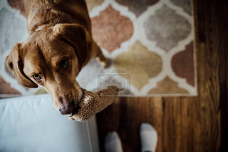 Téléchargez les photos : Vue d'en haut du chien demandant au propriétaire de jouer avec un jouet en peluche - en image libre de droit