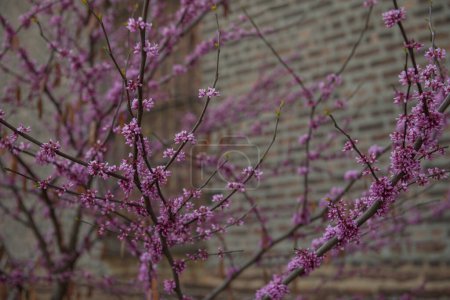 Photo for Pink flowering tree with brick building in the background - Royalty Free Image