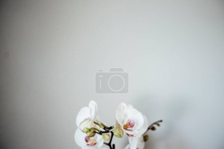Photo for Close-up of White Orchid Against Gray Wall with Negative Space - Royalty Free Image