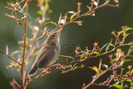 Little singing birds on tree branch