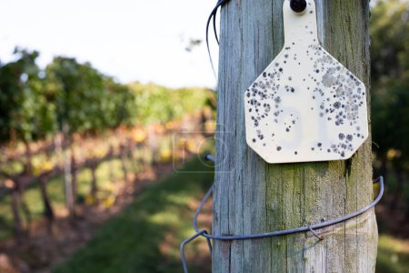 Téléchargez les photos : Récolte de raisin au vignoble Mountian Sugarloaf - en image libre de droit