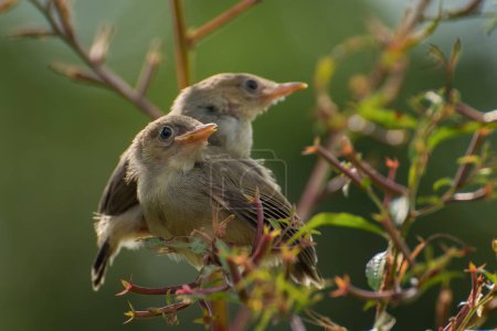 Téléchargez les photos : Petits oiseaux chanteurs sur la branche d'arbre - en image libre de droit