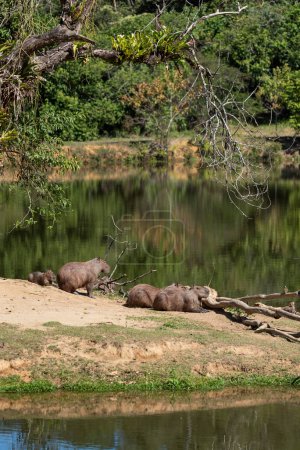 Téléchargez les photos : Groupe de capibaras sauvages sur le lac de la forêt tropicale atlantique, État de Rio de Janeiro, Brésil - en image libre de droit