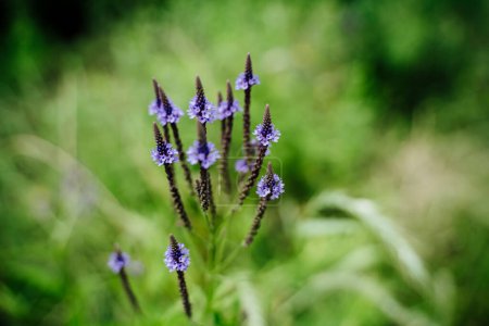 Téléchargez les photos : Décryptages Fleur de verveine pourpre texane à Grassy Meadow - en image libre de droit