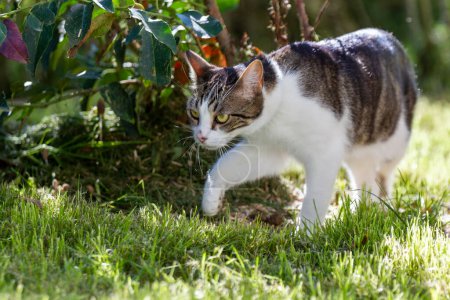 Téléchargez les photos : Jeune chat revenant de chasse vide - en image libre de droit