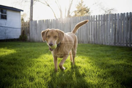 Foto de Brown perro corriendo con bola jugando Fetch en patio trasero hierba - Imagen libre de derechos