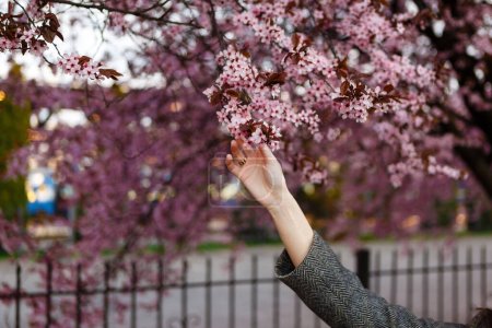 mujer toca una flor de cerezo con su mano