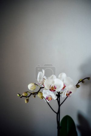Photo for Close-up of Beautiful White Orchid Flower Against Gray Neutral Wall - Royalty Free Image