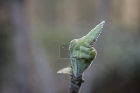Téléchargez les photos : Green plant that looks like it is giving middle finger - en image libre de droit